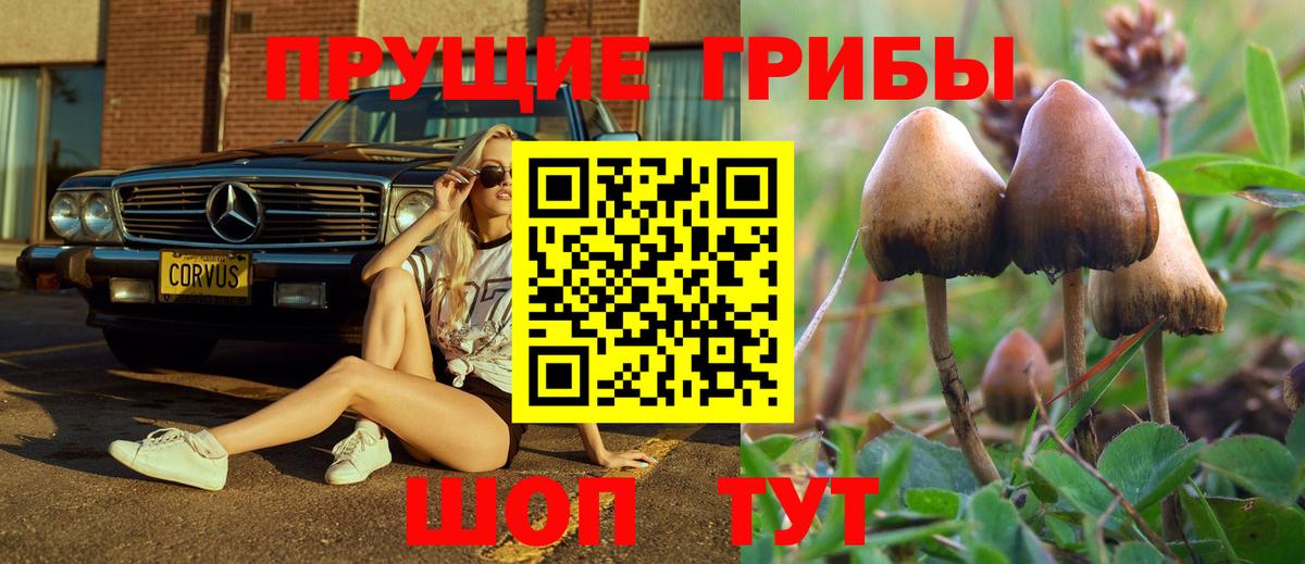 Псилоцибиновые грибы Psilocybine cubensis Десногорск